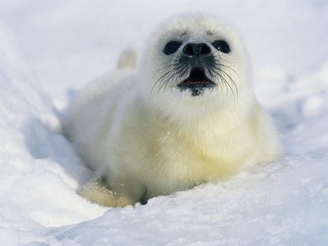 norbert-rosing-a-newborn-gray-seal-pup-lifts-its-head-and-stares-directly-at-the-camera.jpg