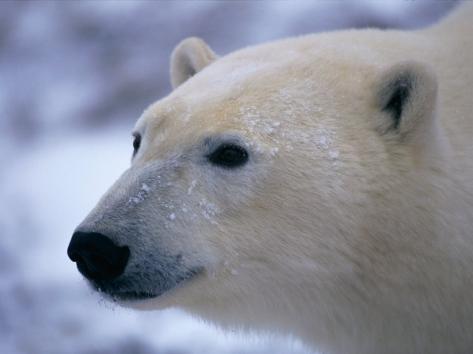 A Bears Face