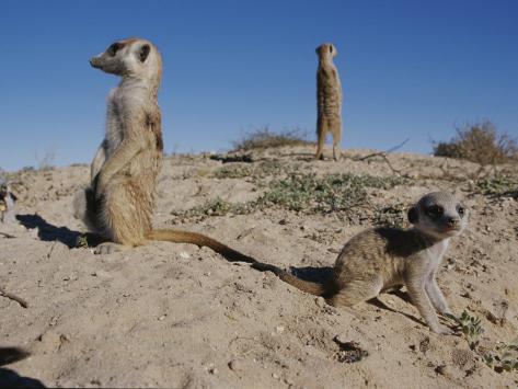 http://imgc.allpostersimages.com/images/P-473-488-90/28/2806/43AOD00Z/posters/mattias-klum-two-adult-meerkats-suricata-suricatta-stand-on-a-mound.jpg