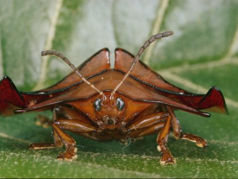Magnified Close-up of a Rust-Colored, Crablike Tortoise Beetle Photographic Print