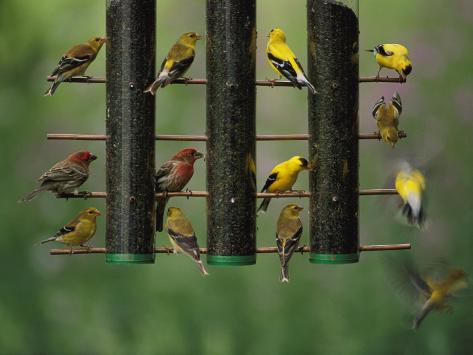 American Finches