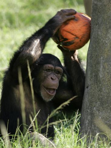 A Young Chimpanzee Attempts to Crack a Coconut Colored Orange to Look Like a Pumpkin Photographic Print