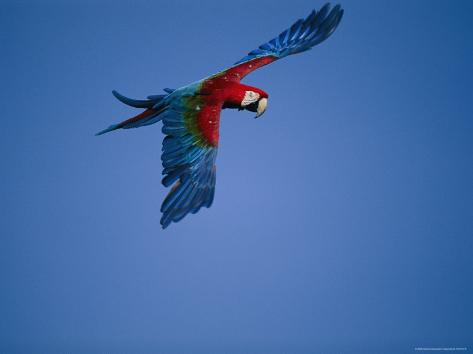 wings in flight