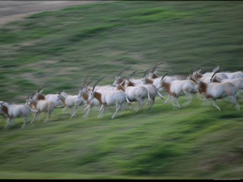 arabian oryxes