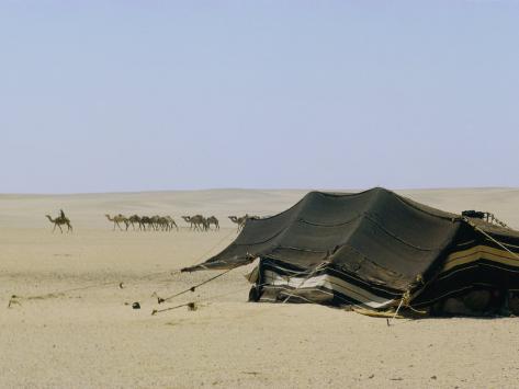 Black Bedouin