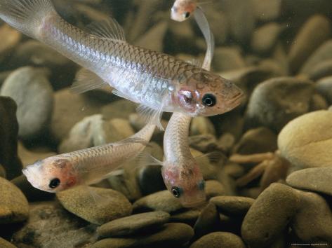 Adapted Fish