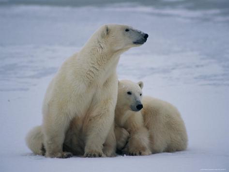 Two Polar Bears Take a Rest Together Photographic Print by ...