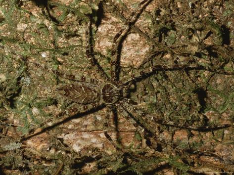 Huge Huntsman Spider