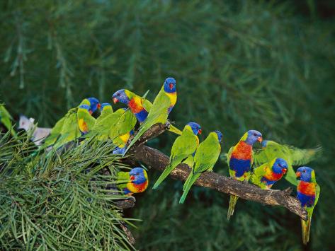 [Image: nicole-duplaix-brightly-colored-lorikeet...branch.jpg]