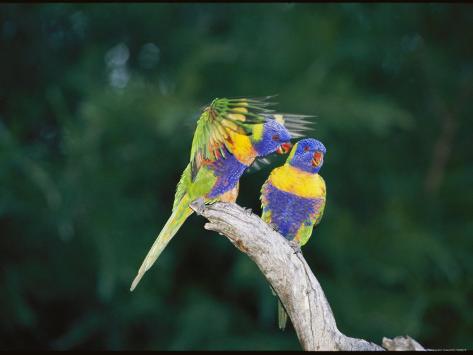 Brightly Colored Lorikeets Perch in a Tree Photographic Print