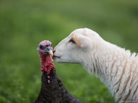 Kansas Turkey