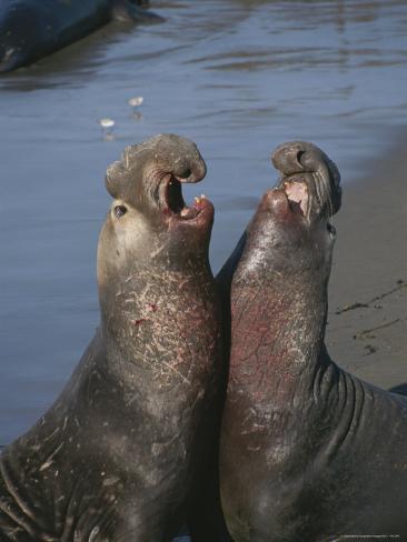 marc-moritsch-northern-elephant-seals-fighting-near-san-simeon.jpg