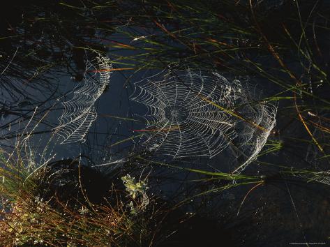 Dew Glistens on the Webs of Orb Weaver Spiders Photographic Print
