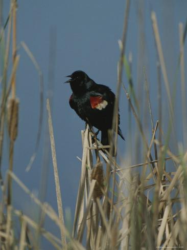 A Male Tricolored Blackbird (Agelaius Tricolor) Clings to Dry Rushes Photographic Print