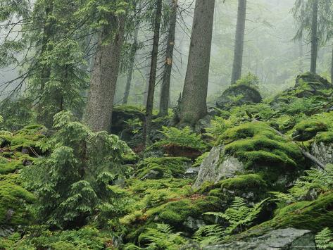 Forest Scenic, Bayerischer Wald National Park Photographic Print