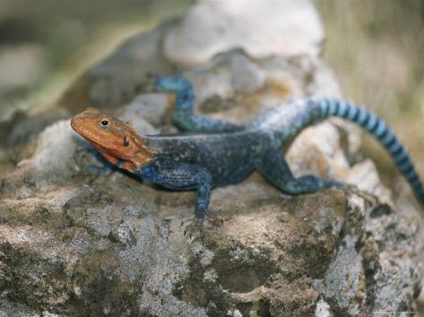A Brightly-Colored Blue and Orange Agama Lizard Suns Itself on a Rock Photographic Print