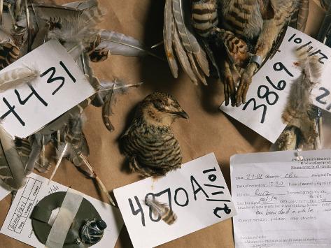 Dead Attwaters Prairie Chickens (Tympanuchus Cupido Attwateri) with Paper Tags on Them Photographic Print