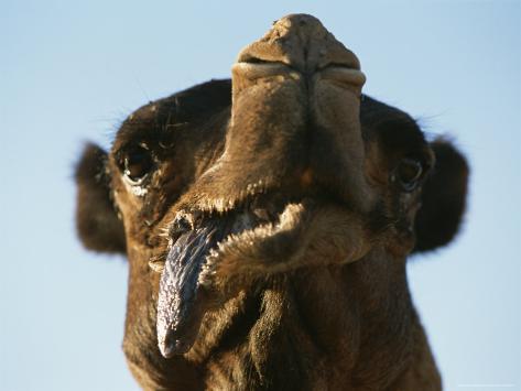 carsten-peter-a-closeup-of-a-dromedary-camel-eating-in-the-sahara-desert.jpg