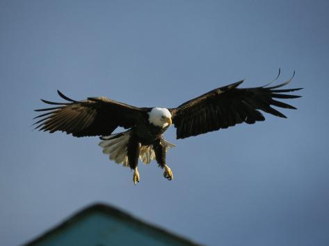 American Bald Eagle in Flight Photographic Print by Tom Murphy at ...