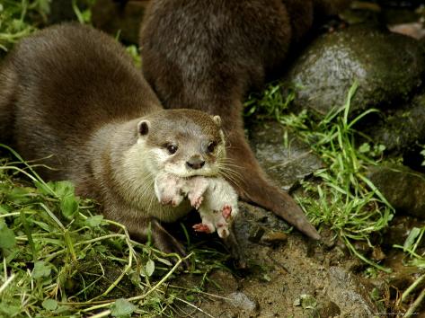 Ne Yo Sexy Love www.youtube.com 2008 07 14 adult asian short clawed river otter carries a newborn Ne Yo Sexy Love www.youtube.com 2008 07 14