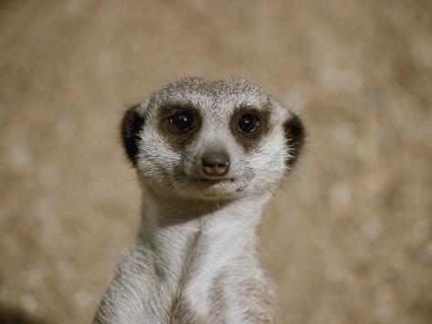 Portrait of a Captive Meerkat Photographic Print at ...
Meerkat