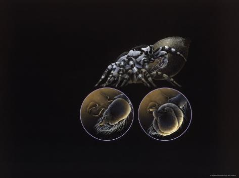 A Colored Drawing Illustrating the Complex Sexual Organs of the Male and Female Jumping Spider Photographic Print