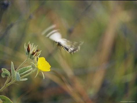 Caper White Butterfly