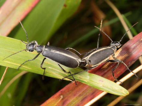 A Pair of Blister Beetles, Epicauta Species, Mating Photographic Print