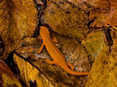 Red-spotted newt Red-spotted newt