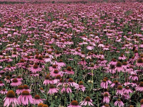 Flowers  on Lake With Echinacea Flower Field  Washington  Usa Photographic Print