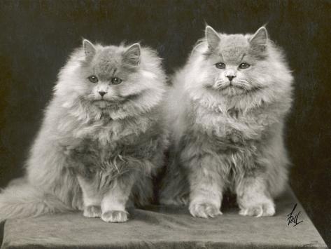 two-cats-sitting-together-with-a-lot-of-fur-between-them.jpg