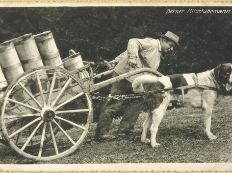 Milk Cart