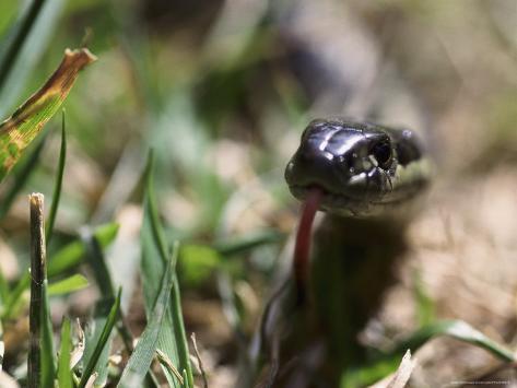 Snake Close Up