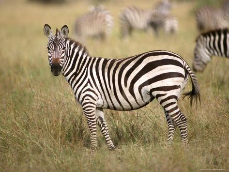 Zebras, Ngorongoro Crater