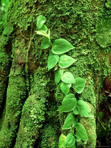 flowering new mexico vines Print on Paul Vine Palm, Amazonian Climbing by Stilt Photographic Peru