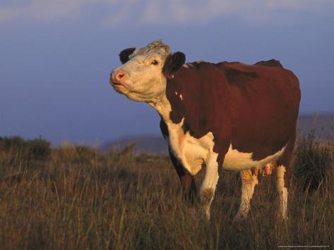 Semital Cows