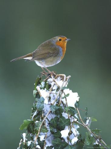 Robin on IvyCovered Stump in Snow UK Photographic Print