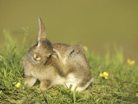 mark-hamblin-rabbit-youngster-scratching-ear-with-foot-scotland.jpg