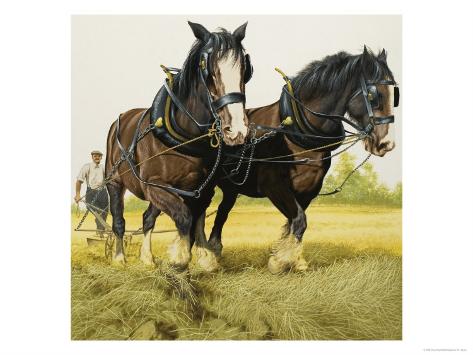  - david-nockels-farm-horses