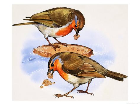 robins eating a piece of bread giclee print at allposters com robins eating a piece of bread giclee print at allposters com
