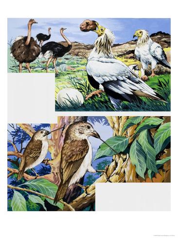 unusual eating habits of birds giclee print at allposters com unusual eating habits of birds giclee print at allposters com