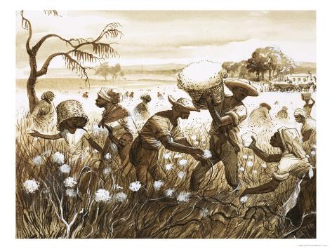 Cotton Picking Slaves