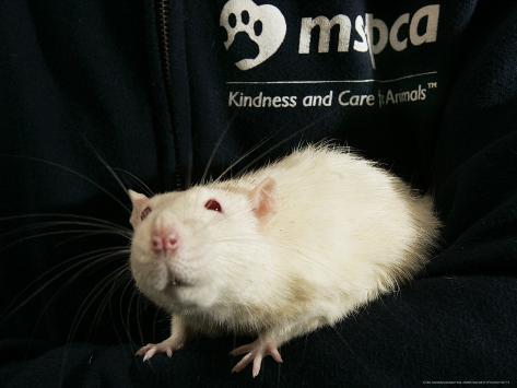 Roland a OneYearOld Domestic Rat is Held at the Mspca roland the rat mmwg84
