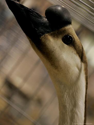 African Brown Goose