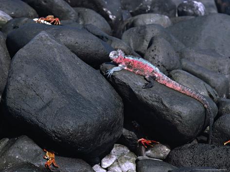 ecuador iguana