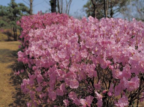 close up of bright pink flowering shrubs photographic print allposters co uk close up of bright pink flowering shrubs photographic print allposters co uk