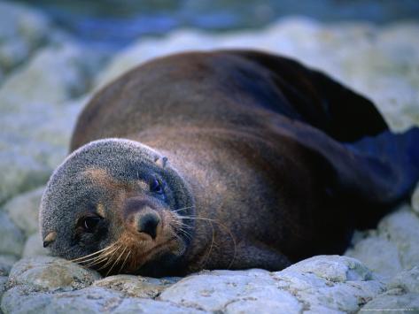 arctocephalus forsteri