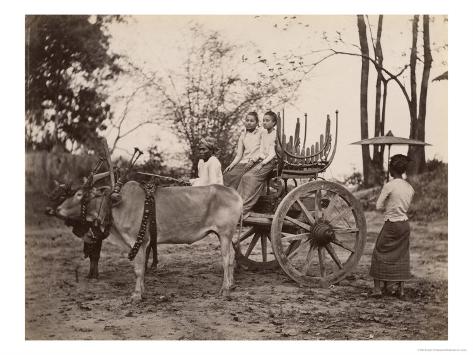 Two Oxen