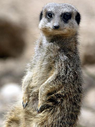 Jenny the Meerkat Shows Her New Babies How to Stand at London Zoo ...
Meerkat