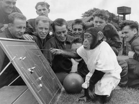 jackie-the-chimp-at-flamingo-zoo-yorkshi